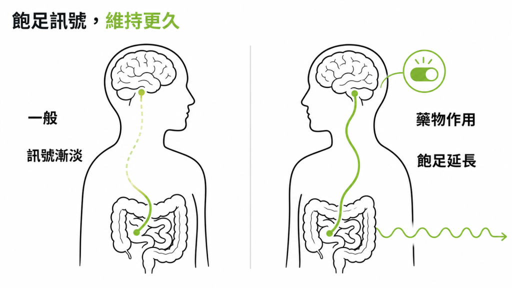 飽足訊號在 tirzepatide 作用下維持更久的示意圖