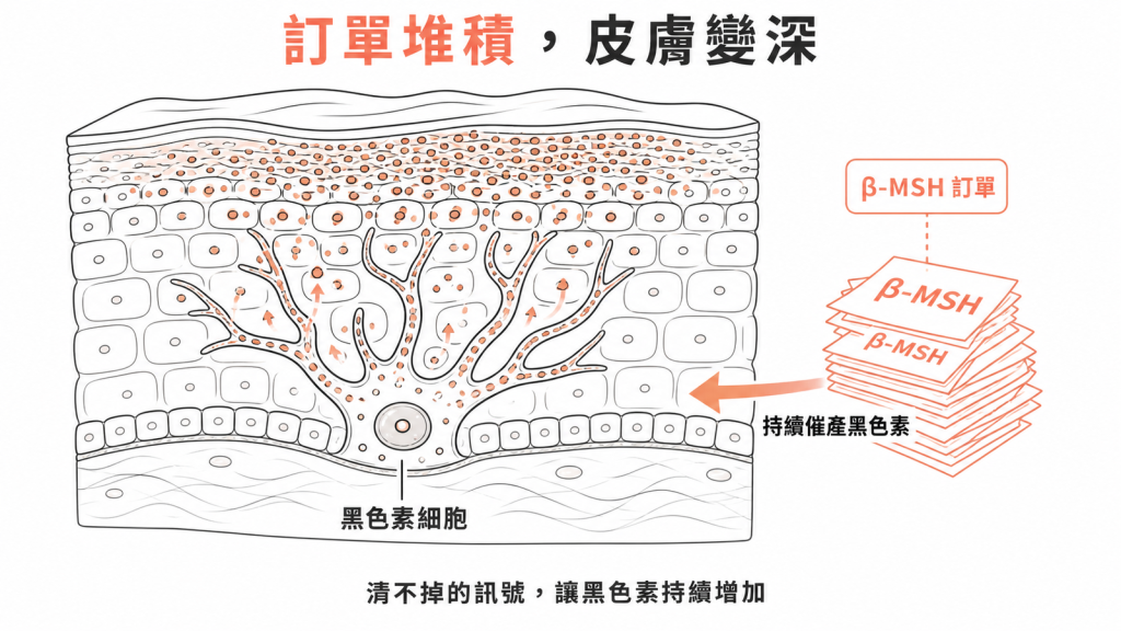 β-MSH 訂單比喻:清不掉的刺激素持續催產,黑色素細胞讓皮膚顏色變深