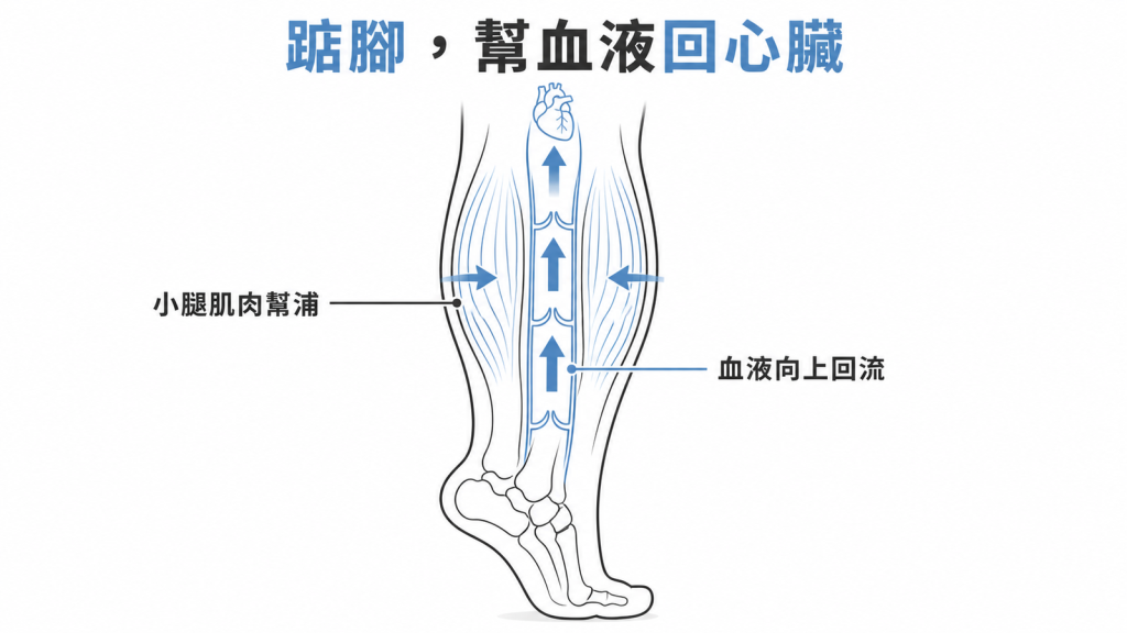 小腿肌肉幫浦收縮把靜脈血往上推回心臟