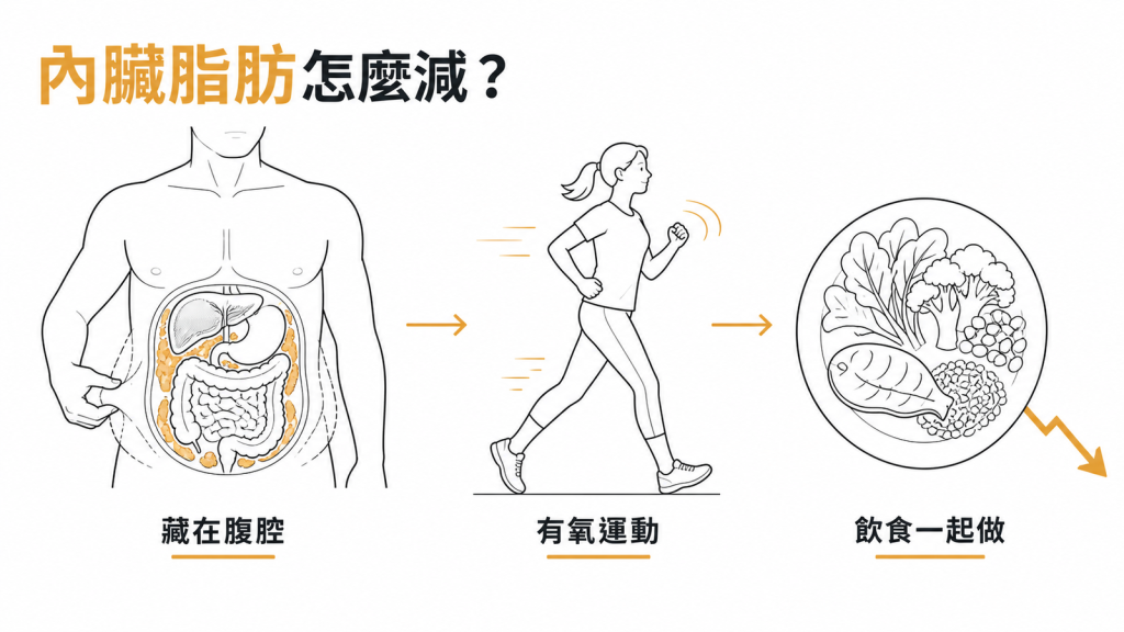 內臟脂肪面積怎麼減:內臟脂肪藏在腹腔、有氧運動與飲食一起做的資訊圖