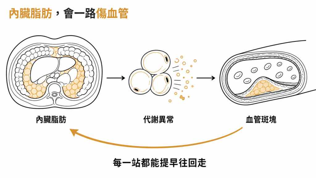 內臟脂肪到代謝異常再到血管斑塊的進程示意圖,每一站都能提早往回走