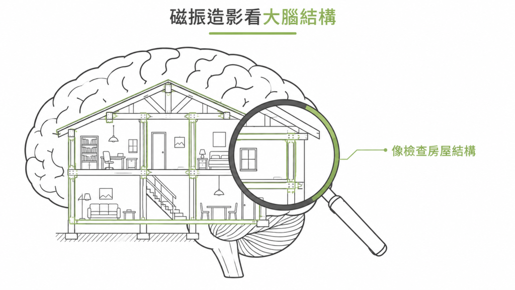 用房屋結構比喻磁振造影,說明 MRI 檢查的是大腦的結構與形狀