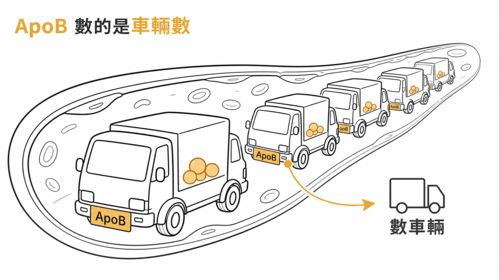 ApoB 數的是血液裡帶著壞膽固醇的顆粒有幾輛車,不是每輛車上載了多少貨