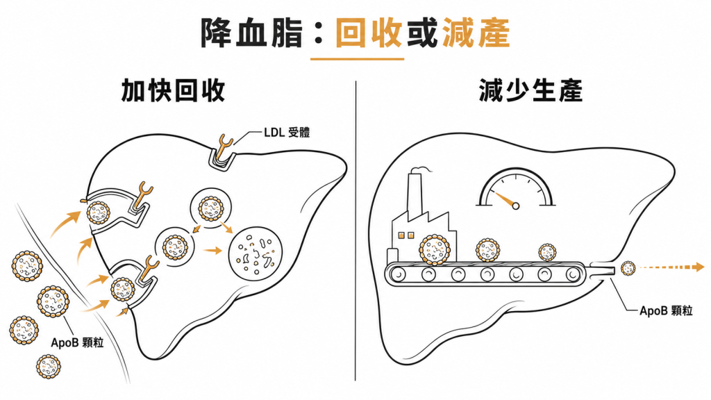 降血脂藥的兩條路:多數藥加快肝臟回收 ApoB 顆粒,少數藥直接減少顆粒生產