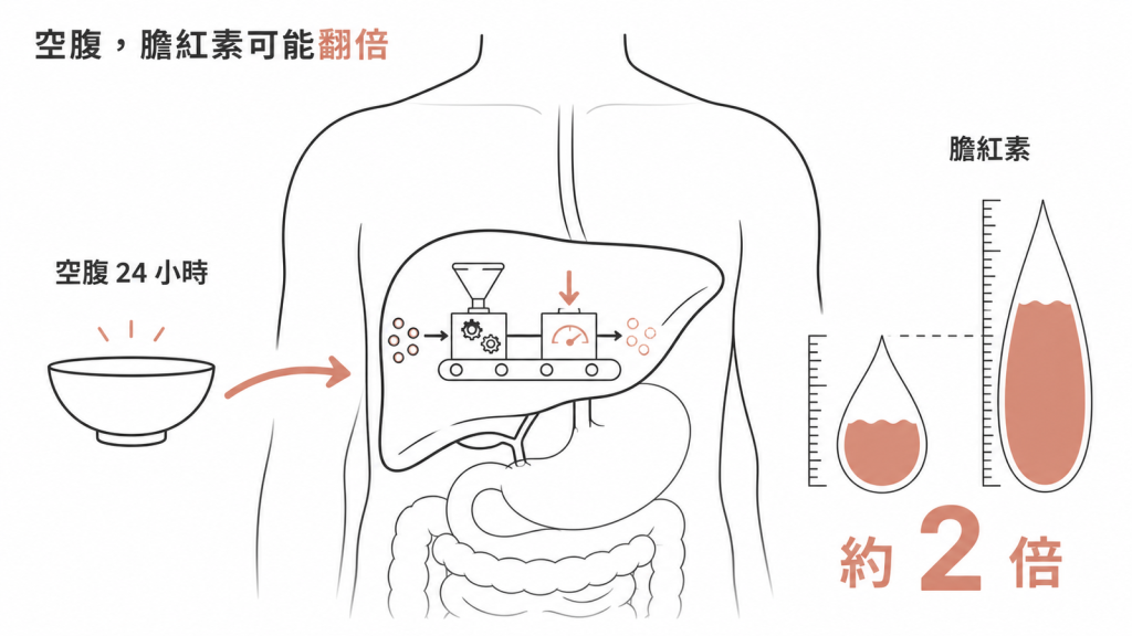 空腹二十四小時讓吉伯特症候群患者血中膽紅素上升約兩倍的示意圖