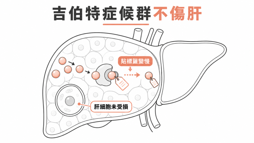 吉伯特症候群只讓貼標籤變慢、肝細胞未受損,不會啟動肝硬化過程的示意圖