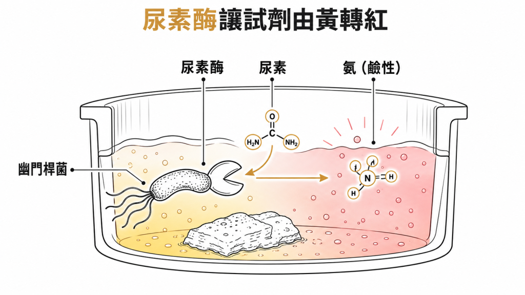幽門桿菌的尿素酶把尿素分解成氨，使 CLO test 試劑由黃轉紅的示意圖