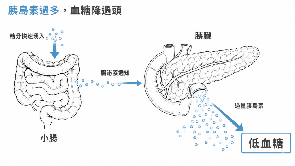 晚期傾食的訊號鏈:糖分快速湧入小腸、腸泌素通知胰臟、過量胰島素造成低血糖
