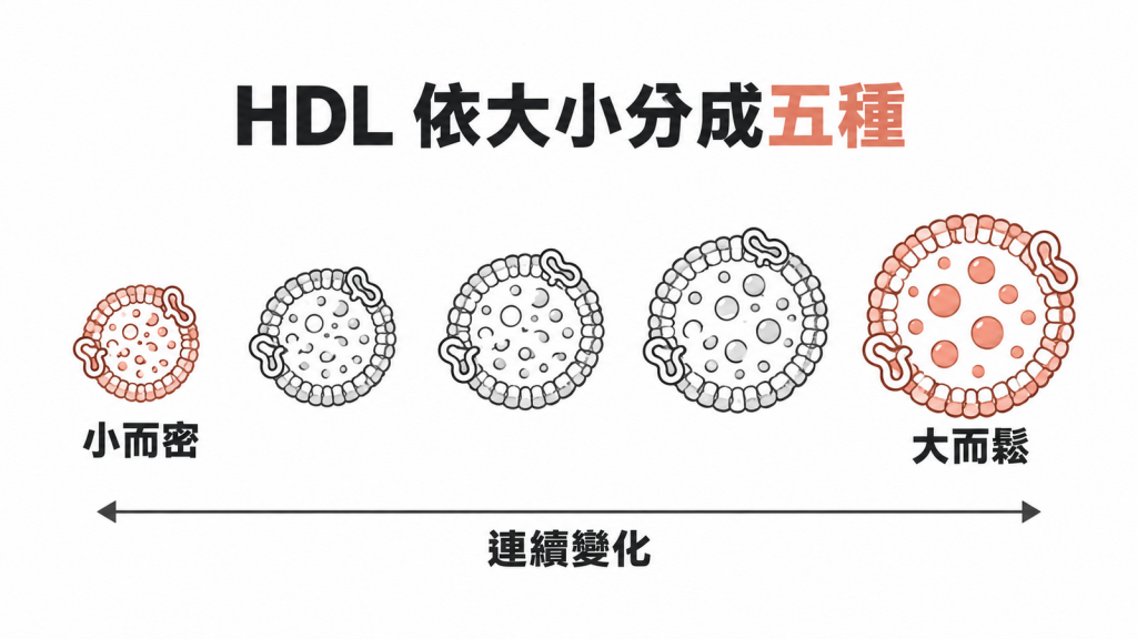 五顆 HDL 顆粒由左到右逐漸變大,最左標示小而密、最右標示大而鬆,下方雙箭頭標示連續變化