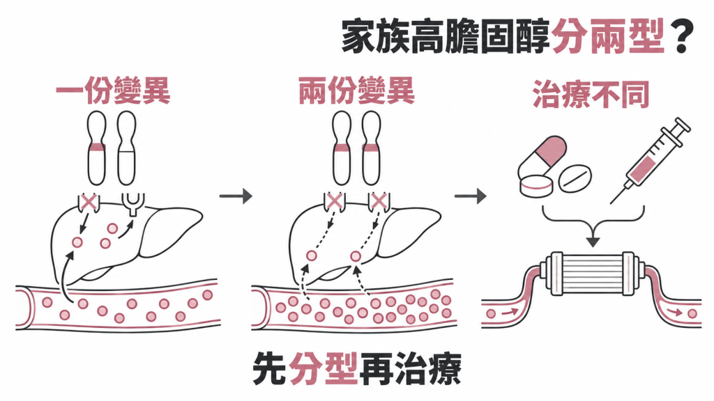 家族性高膽固醇血症分兩型:遺傳一份或兩份,壞膽固醇可差到 10 倍、用藥也不同