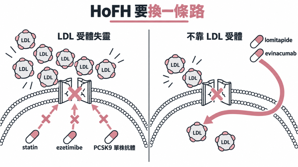 HoFH 需要「不靠回收門」的藥:statin、ezetimibe、PCSK9 單株抗體這類藥要靠回收門(LDL 受體)才有效,同型合