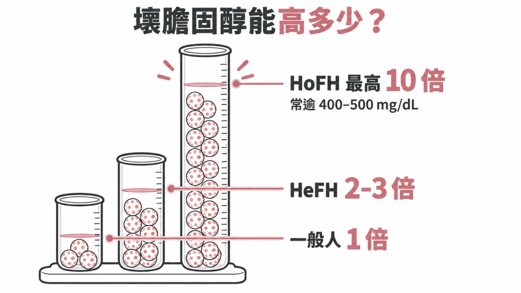 數字差距:2 到 3 倍,對上最高 10 倍:異型合子 HeFH 的壞膽固醇 LDL-C 通常是一般人的 2 到 3 倍;同型合子 HoFH 可高