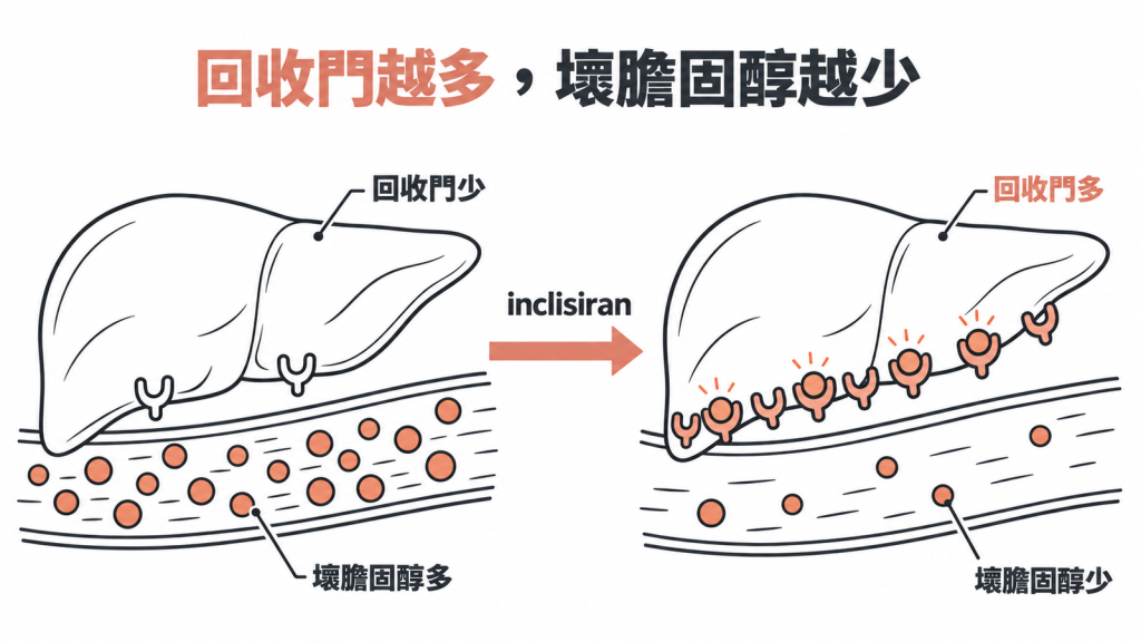 肝臟回收門越多,血液裡的壞膽固醇被清得越乾淨,這是 inclisiran 的作用機轉