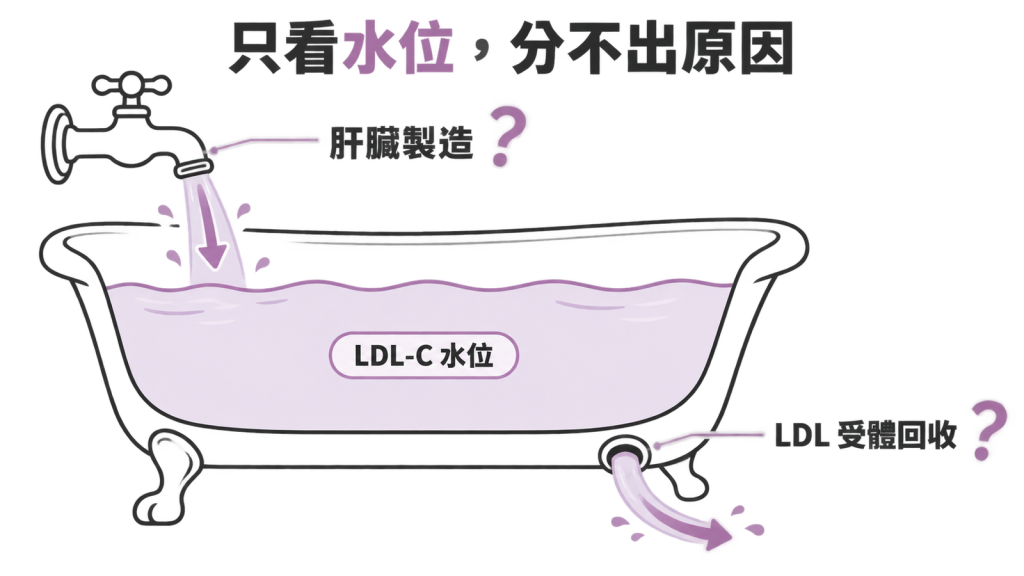 LDL 像浴缸水位:肝臟製造是水龍頭、LDL 受體回收是排水孔,只看水位分不出原因