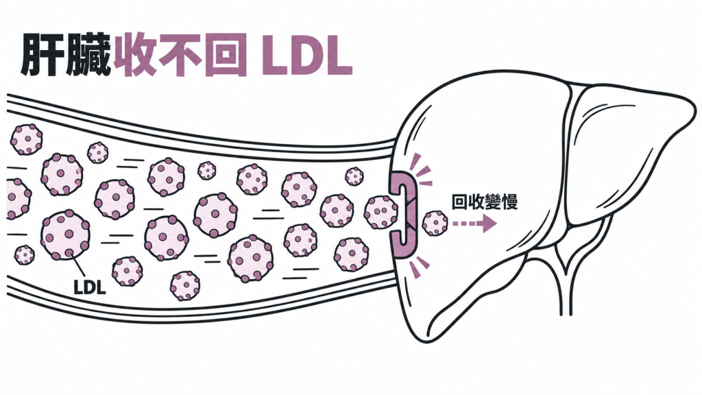 教科書的答案:肝臟回收門變少,收不回 LDL,回收變慢