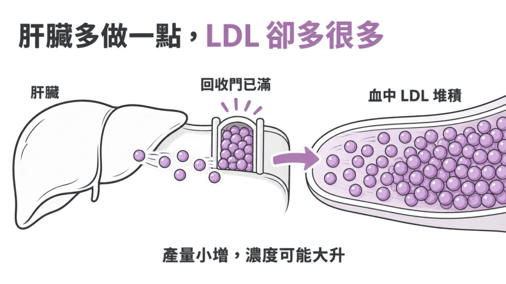 回收門已滿時,肝臟多做一點,血中 LDL 就堆積很多