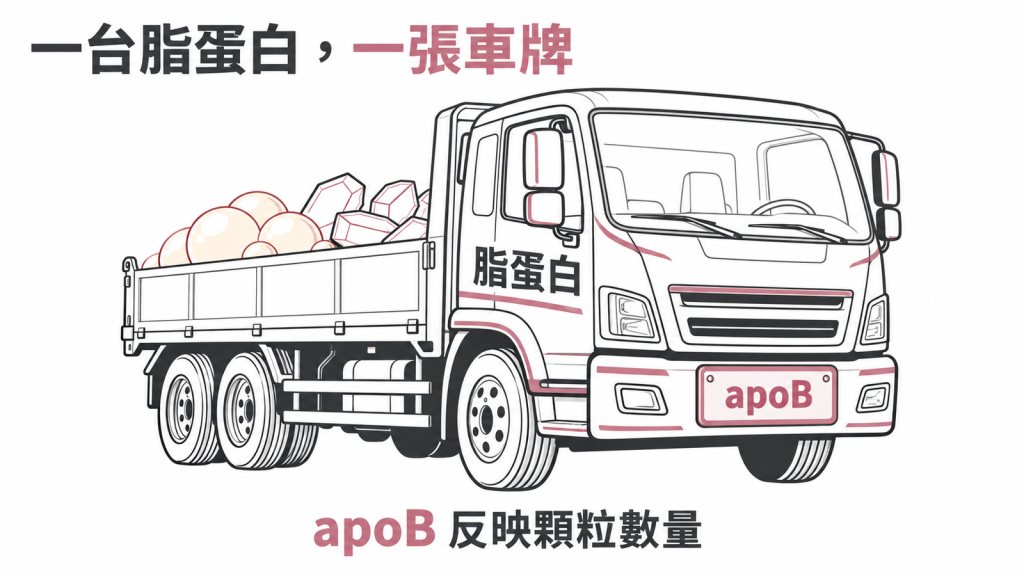 每一台脂蛋白只掛一張 apoB 車牌，數 apoB 就是數血中顆粒有幾台