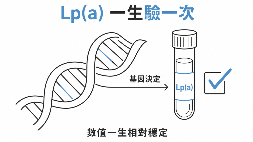 Lp(a) 由基因決定、數值一生相對穩定,所以只需要驗一次