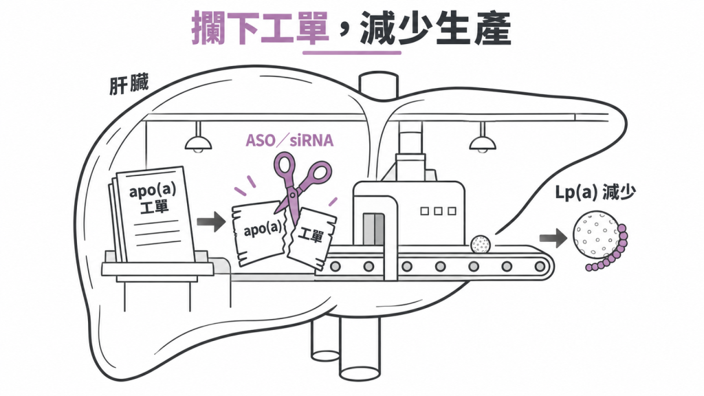 ASO 與 siRNA 在肝臟攔下 apo(a) 的工單，零件做不出來，Lp(a) 生產跟著減少