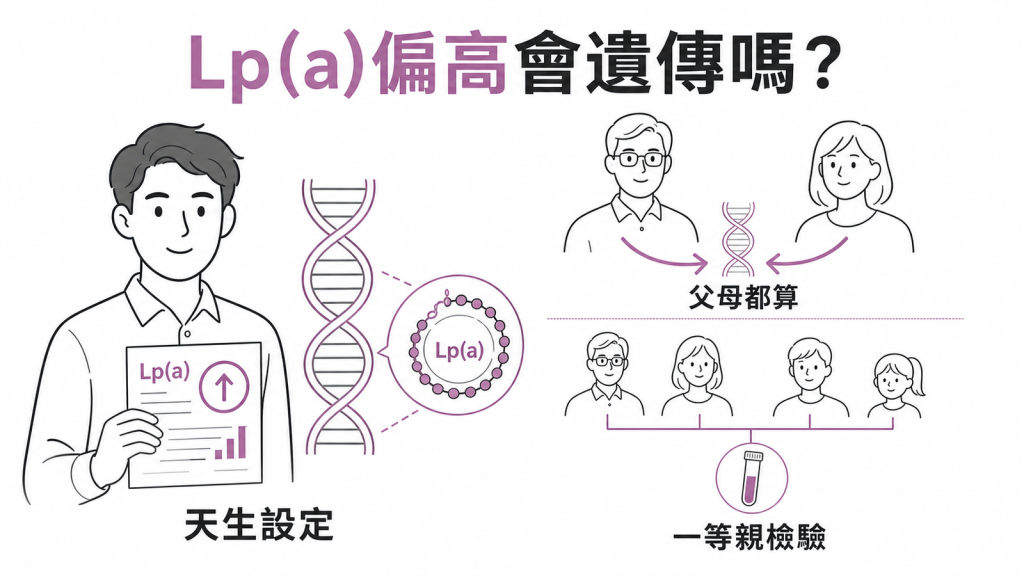 Lp(a) 的遺傳示意：數值是天生設定，父母兩邊的基因都算數，一個人偏高時一等親應接受檢驗