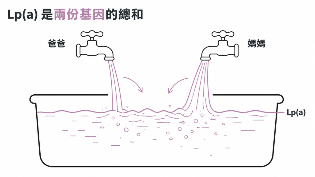 共顯性遺傳的水槽比喻：父母各一支水龍頭同時放水，血中 Lp(a) 濃度是兩份的總和