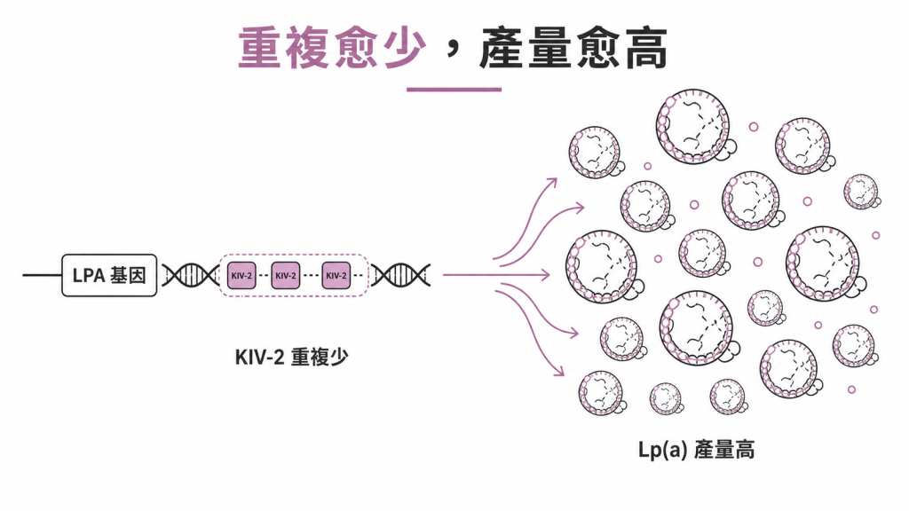 LPA 基因裡 KIV-2 片段重複次數愈少，該份製造的 Lp(a) 產量愈高