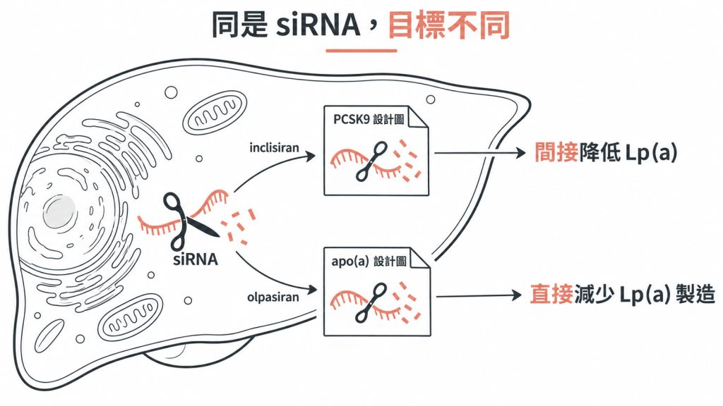 同是 siRNA 目標不同：inclisiran 撕掉 PCSK9 設計圖、間接降 Lp(a)，olpasiran 撕掉 apo(a) 設計圖、直接減少製造
