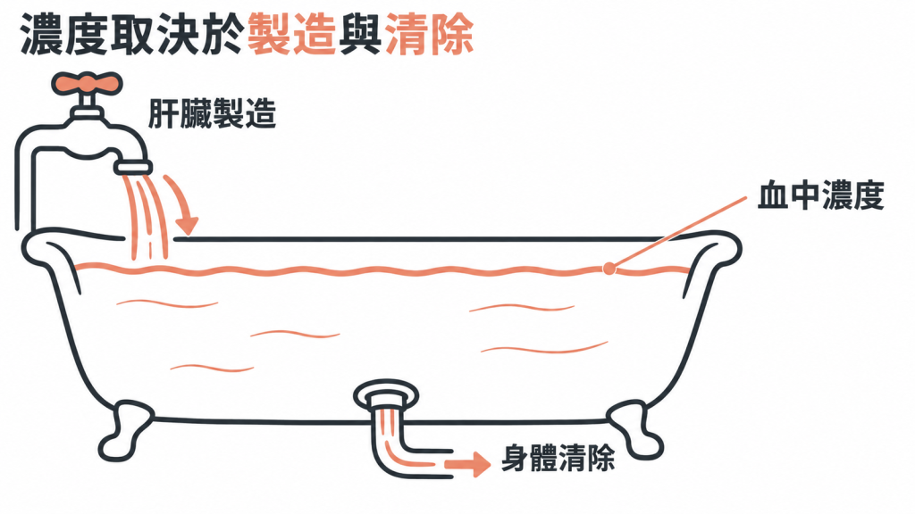 Lp(a) 血中濃度像浴缸水位：肝臟製造是水龍頭，身體清除是排水孔