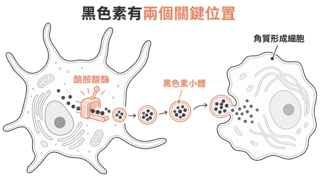 黑色素細胞內酪胺酸酶啟動生成，黑色素小體再送進角質形成細胞的示意圖