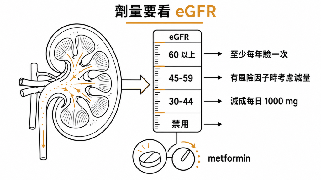 eGFR 分區決定 metformin 劑量:60 以上每年驗一次、45 到 59 考慮減量、30 到 44 減成每日 1000 毫克、更低禁用