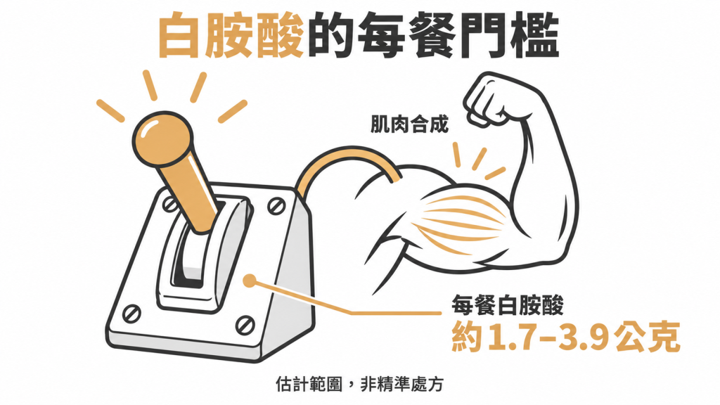 白胺酸的每餐門檻:一餐約 1.7 到 3.9 公克就接近肌肉合成的最大反應,屬估計範圍