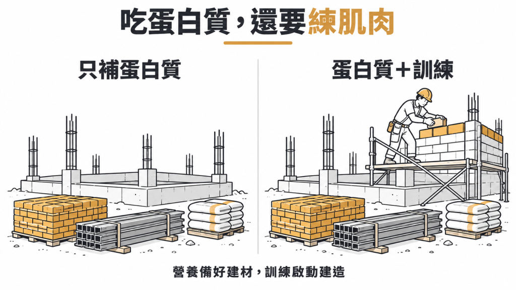 只補蛋白質不訓練,就像建材堆滿工地卻沒有加蓋訂單