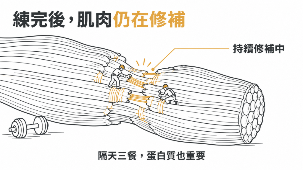 練完之後的一兩天肌肉仍在修補,隔天三餐的蛋白質一樣重要
