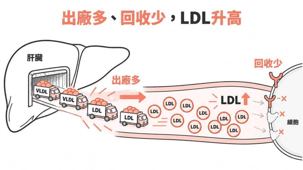 肝臟工廠送出大量 LDL 貨車，回收站的 LDL 受體被拆除，路上塞滿載著膽固醇的貨車