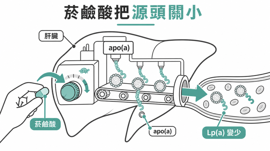 菸鹼酸讓肝臟少製造 apo(a),使血中 Lp(a) 下降的產線示意圖
