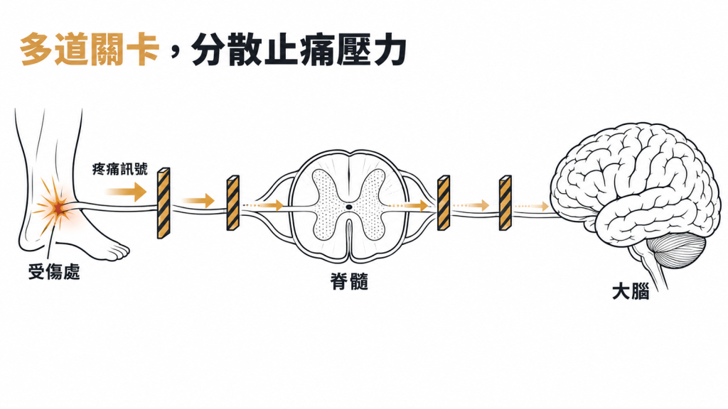 多模式止痛像在疼痛訊號從受傷處經脊髓到大腦的路上設好幾道關卡，每一道都不必用力到極限