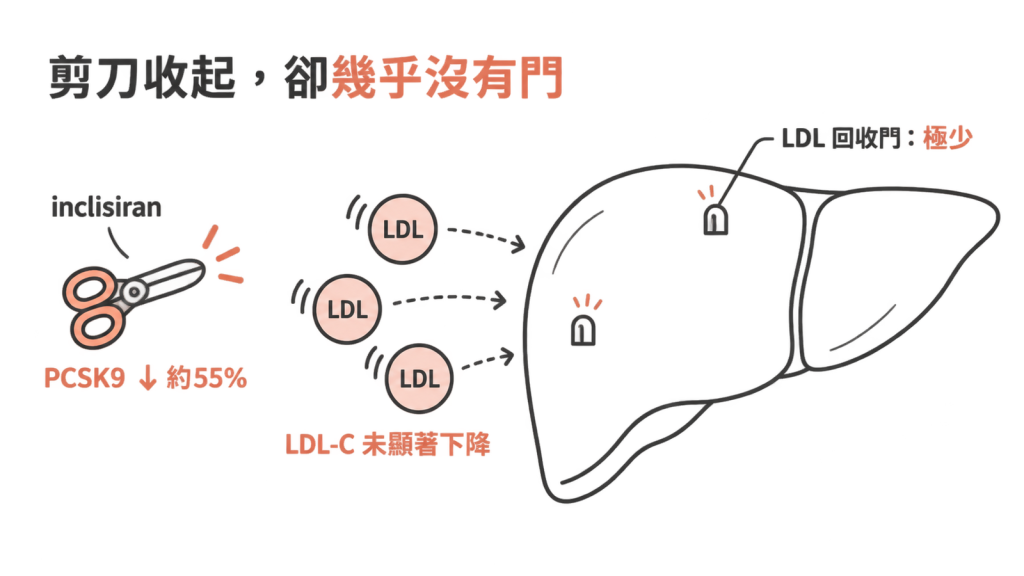 同型合子家族性高膽固醇血症:PCSK9 降約 55%,但回收門極少,LDL-C 未顯著下降