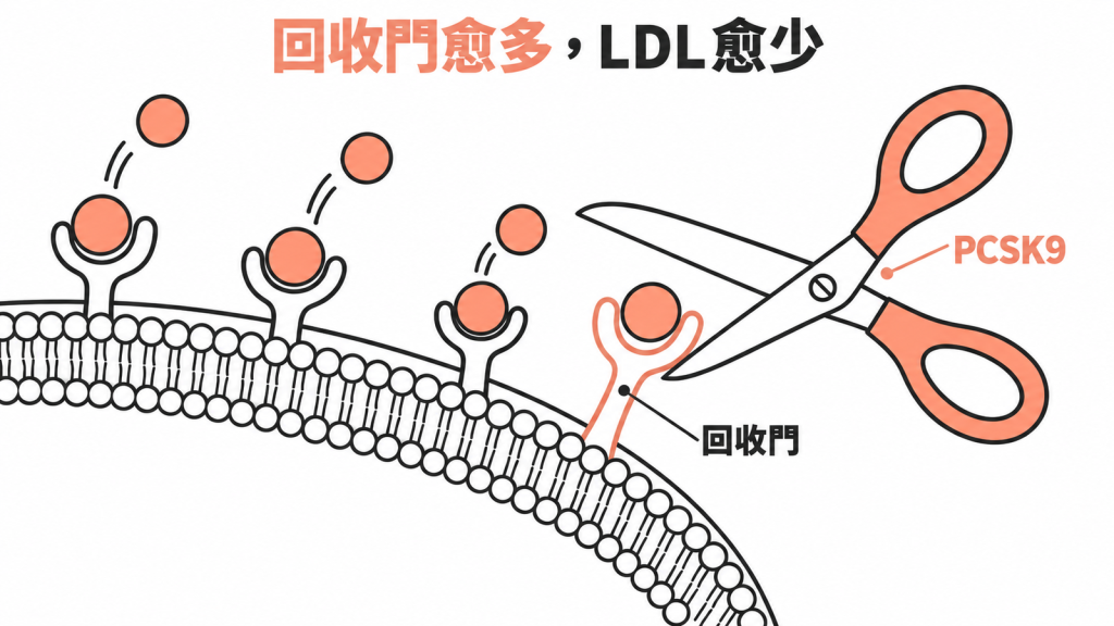 PCSK9 像剪刀讓肝臟的回收門(LDL 受體)變少;回收門愈多,血中 LDL 愈少