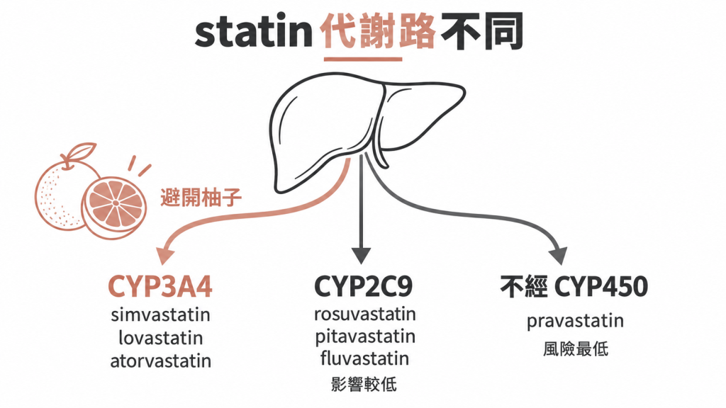 三條道路對照圖,CYP3A4 那條被柚子封住,CYP2C9 那條暢通,pravastatin 走不經 CYP450 的另一條路,各自列出 statin 藥名