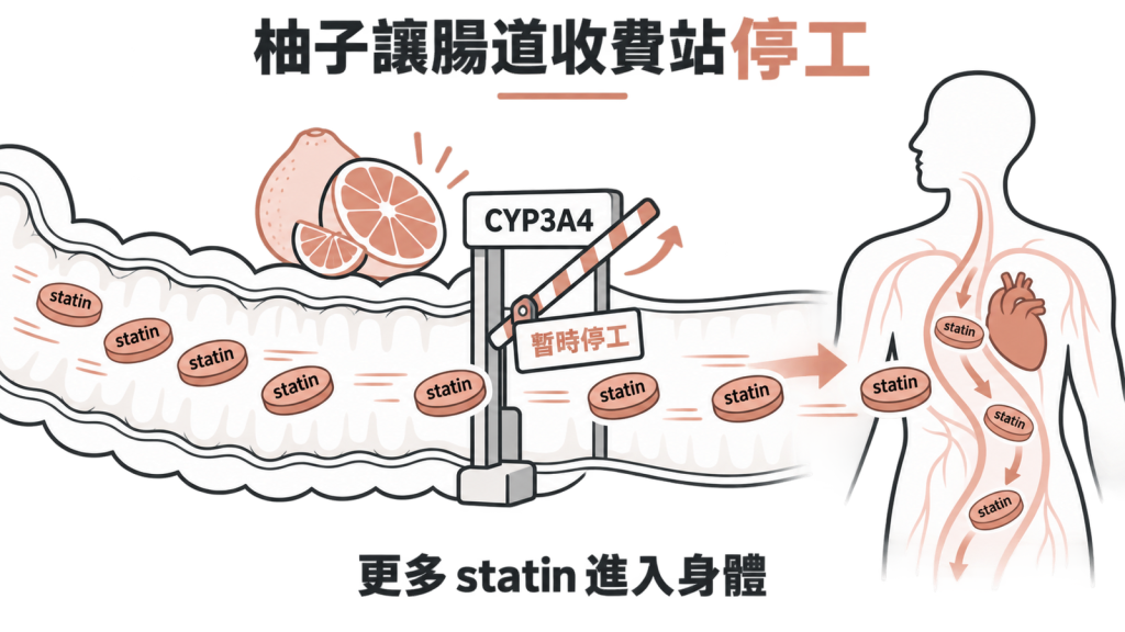 腸道收費站對照圖,左邊收費站正常攔下藥物,右邊因柚子成分停工,藥物大量通過進入血液