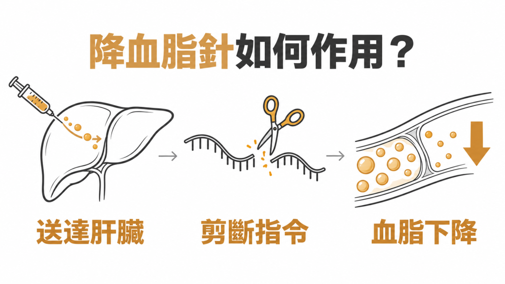 siRNA 降血脂針如何作用資訊圖：送達肝臟、剪斷製造指令、血脂下降