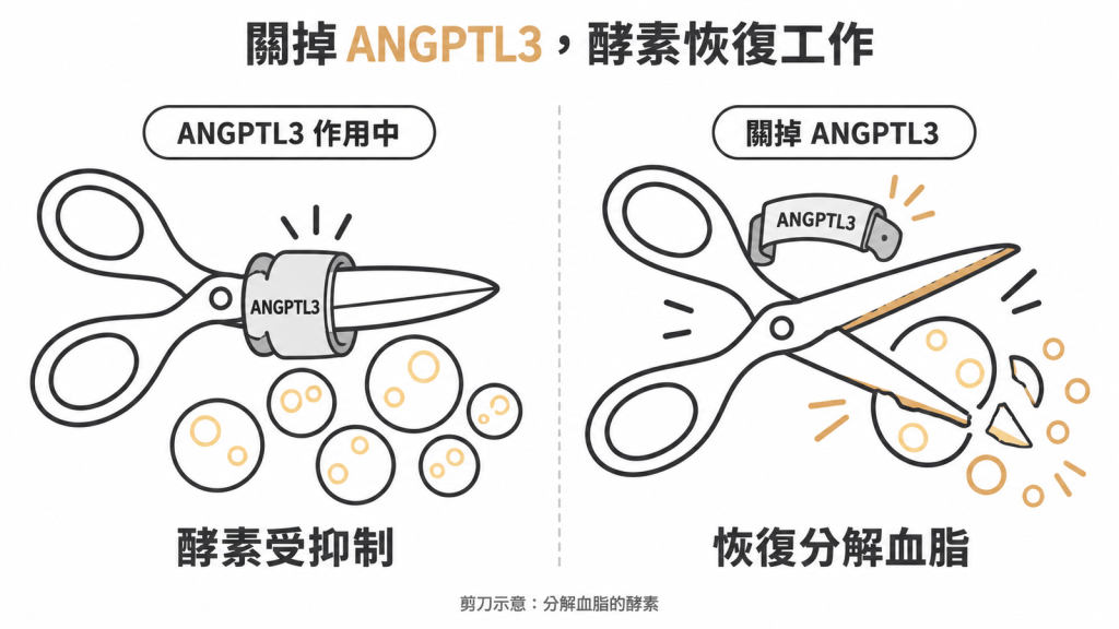 ANGPTL3 會壓住分解血脂的酵素，用 siRNA 關掉 ANGPTL3 之後酵素恢復工作、血脂跟著被分解