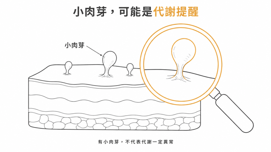 小肉芽的皮膚剖面示意:軟纖維瘤從皮膚表層長出,有小肉芽不代表代謝一定異常