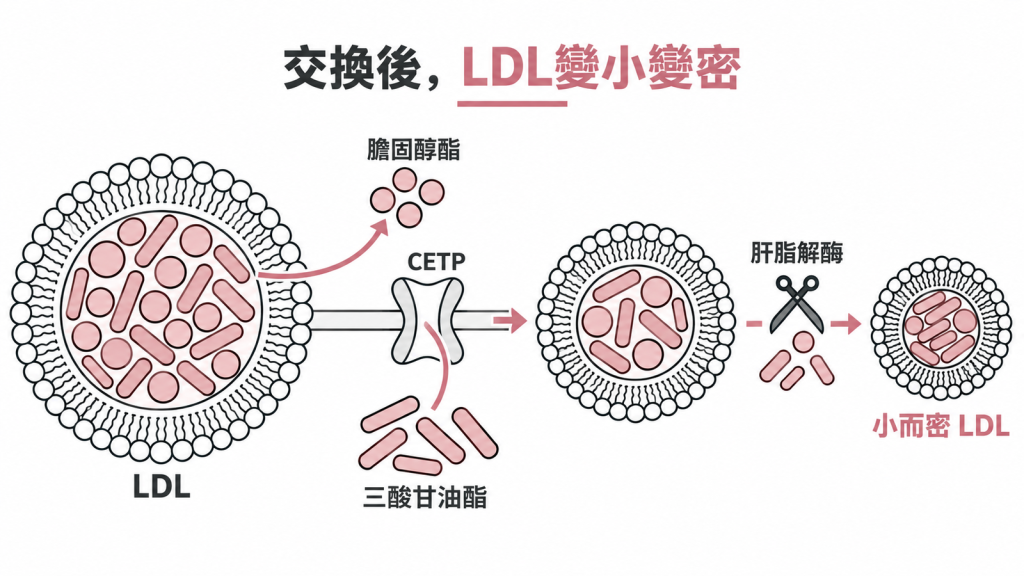 CETP 交換與肝脂解酶掏空核心,把大顆 LDL 改造成小而密顆粒