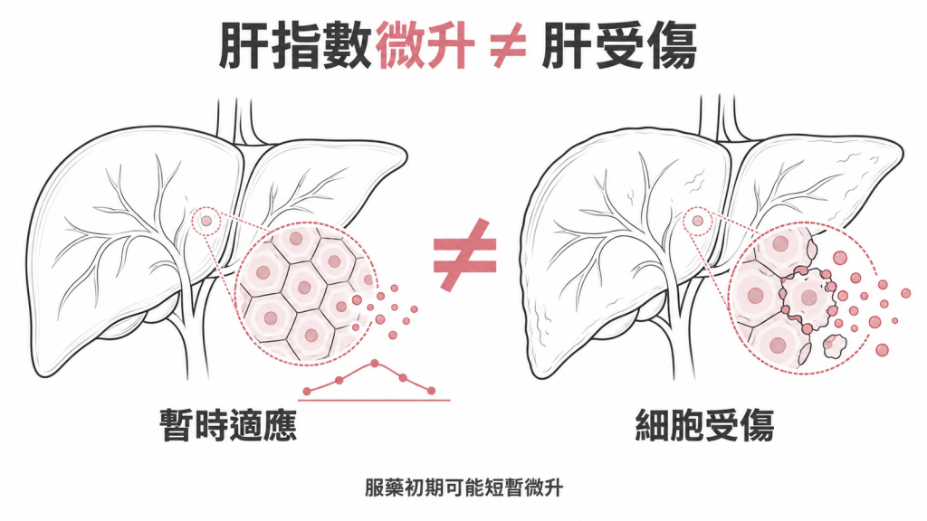 剛開始吃 statin 時肝指數微升多半是肝臟暫時適應,和肝細胞真正受傷是兩回事