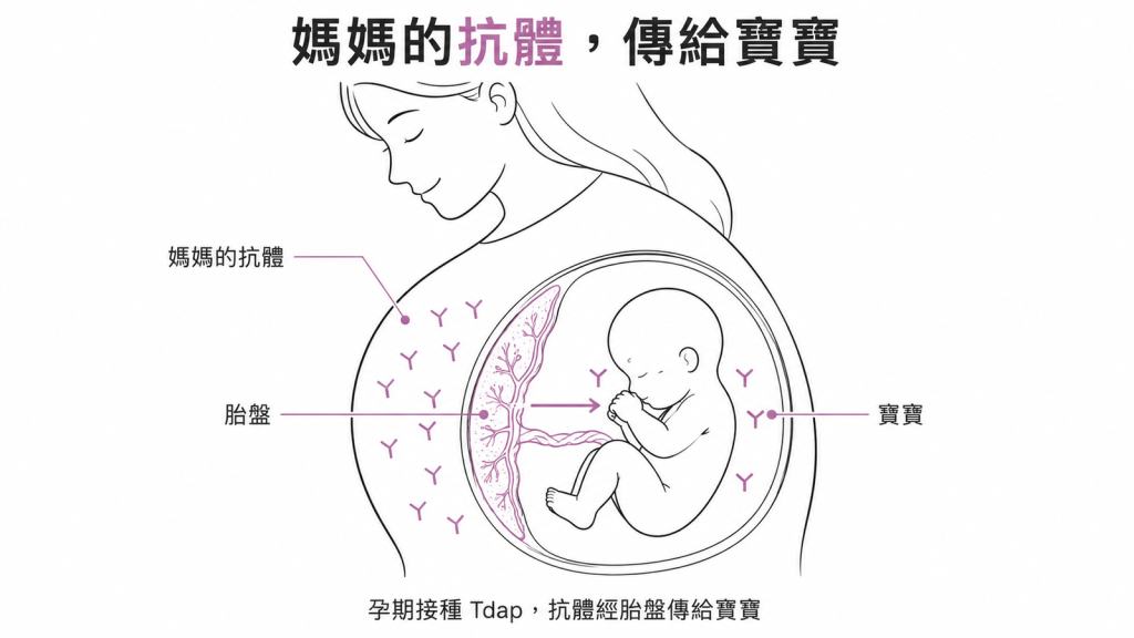 示意圖:孕期接種 Tdap 後,媽媽的百日咳抗體經胎盤傳給胎兒