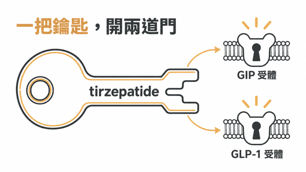一把鑰匙同時插進標示 GIP 與 GLP-1 的兩道門,GIP 門抓得較緊、GLP-1 門較鬆,旁註相差約 30 倍