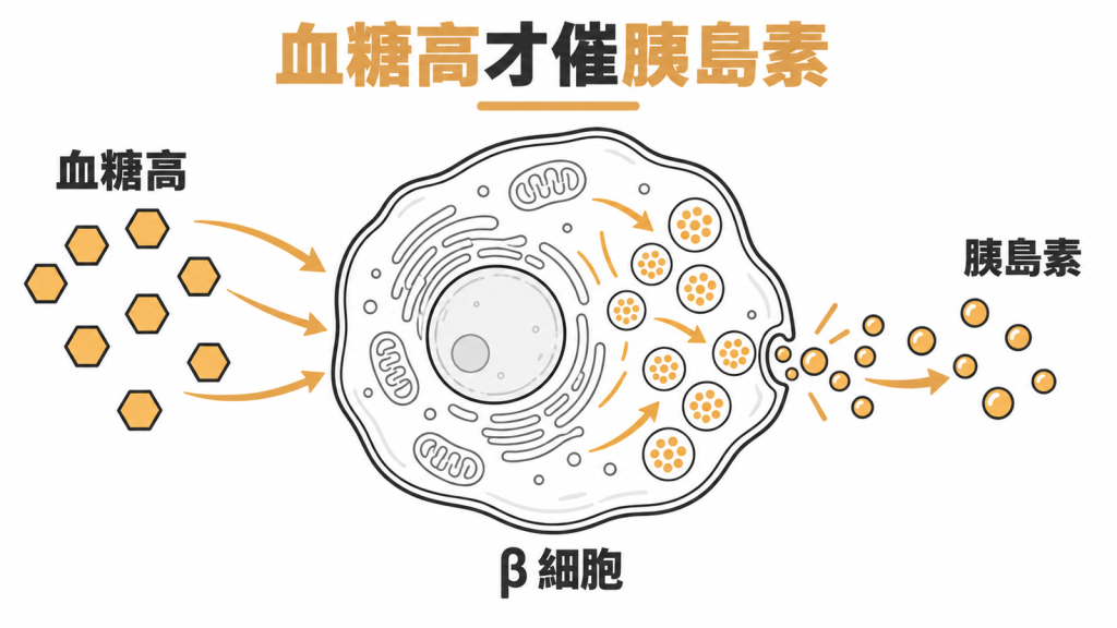 胰臟 β 細胞流程圖:cAMP 讓鈣離子流入並推出胰島素,血糖高時分泌多、血糖不高時推力減弱
