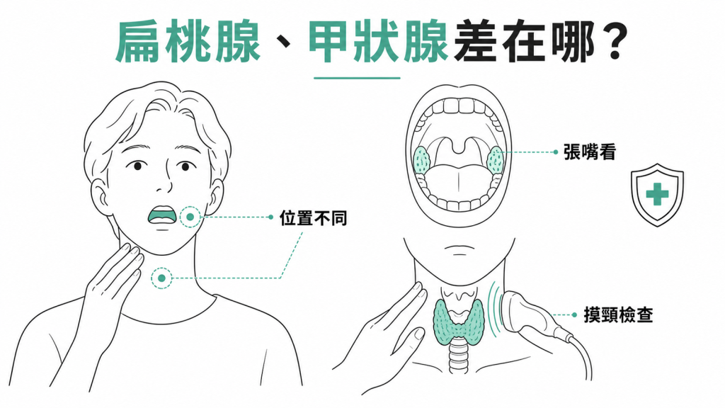扁桃腺與甲狀腺的位置對照：扁桃腺在喉嚨側壁、張嘴看得到，甲狀腺在頸部前下方、要摸頸部或做超音波