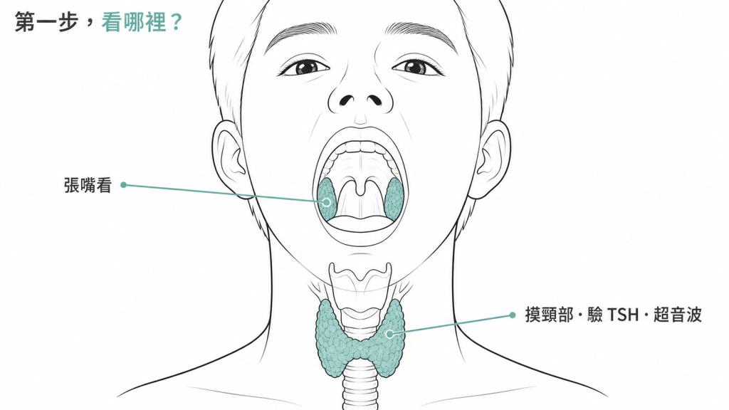 兩個器官的診斷入口不同：扁桃腺張嘴看得到，甲狀腺要摸頸部、驗 TSH 與做超音波
